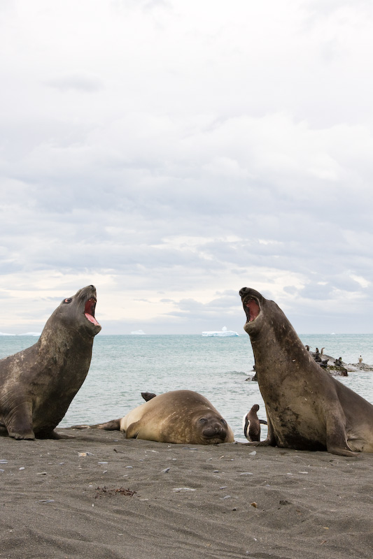 Southern Elephant Seals Sparring